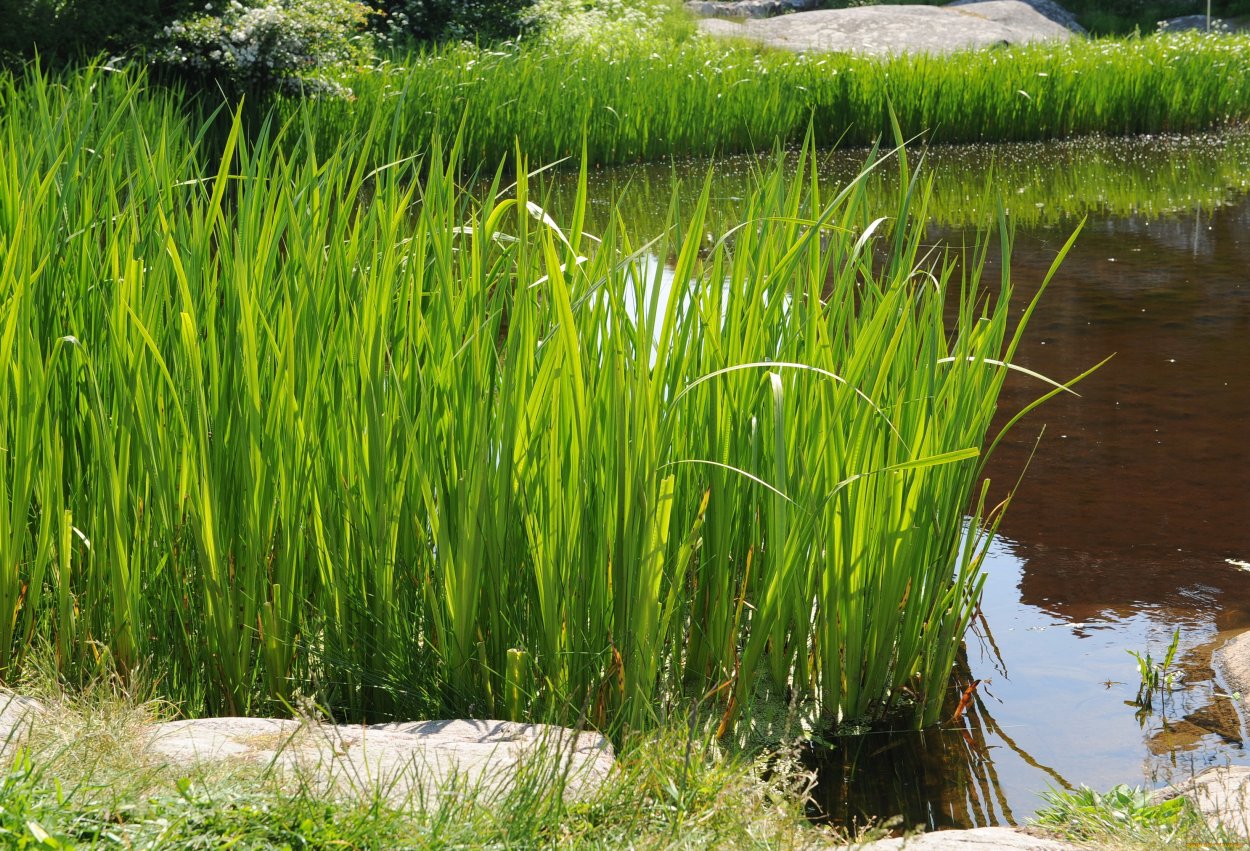 АИР болотный (Acorus Calamus)