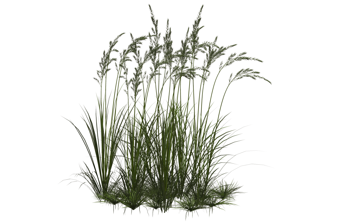 Рогоз узколистный (Typha angustifolia l.)