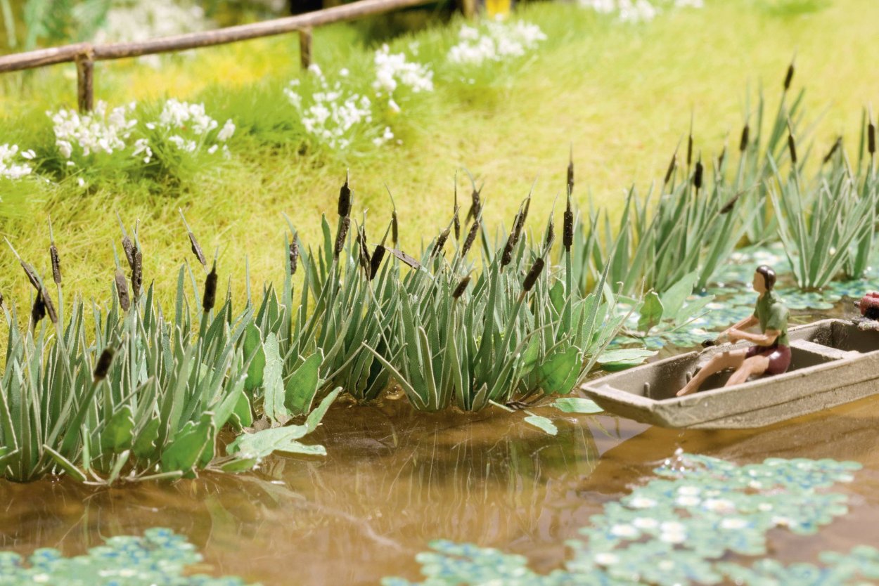 Сцирпус (Scirpus)(Изолепис.камыш)