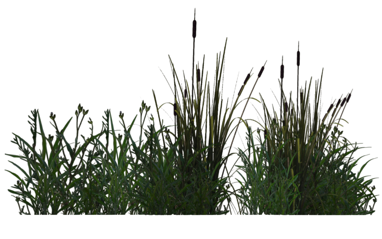 Трава на прозрачном фоне