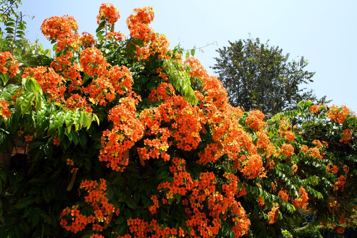 Южная Лиана кампсис