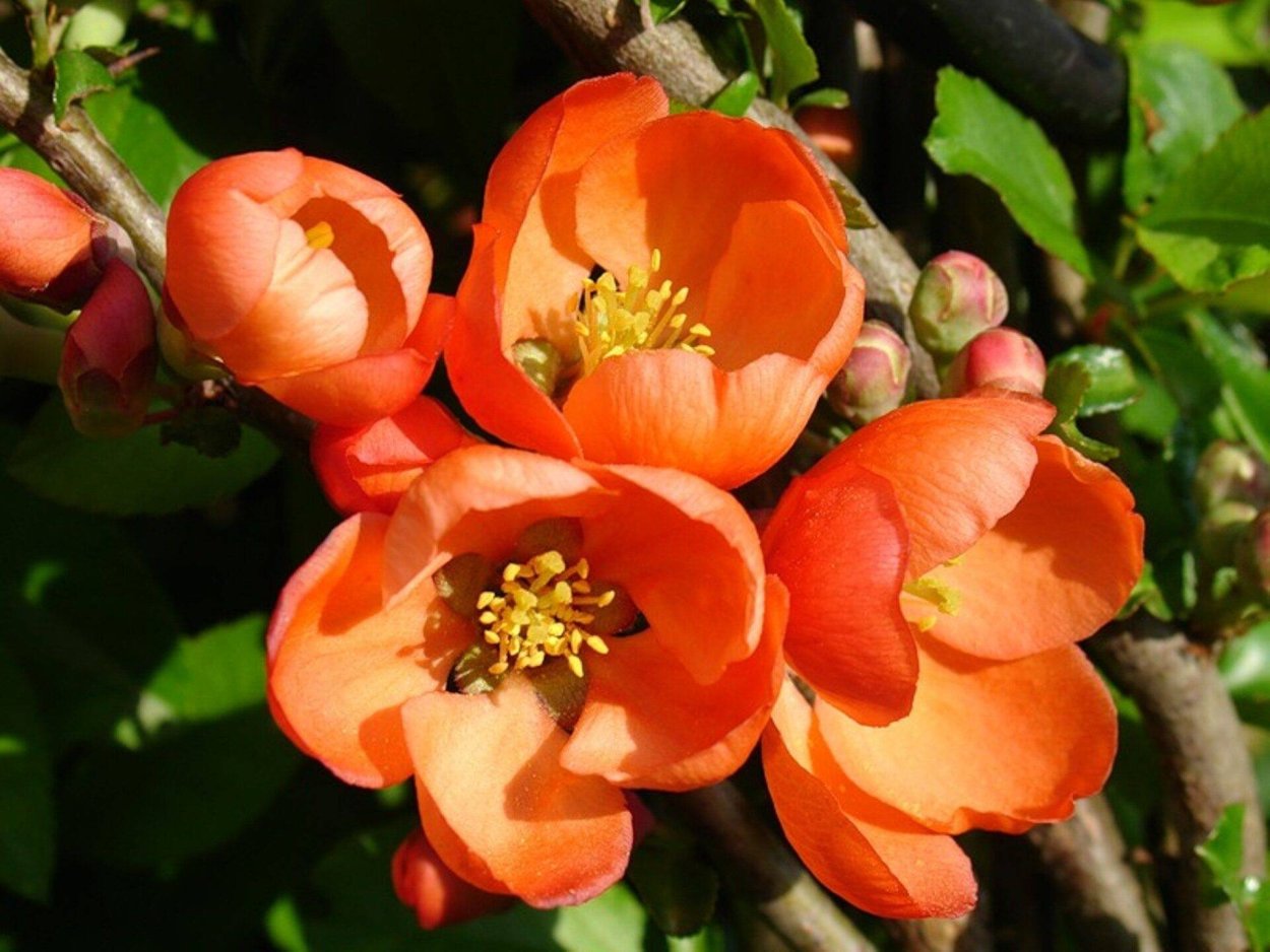 Айва (хеномелес) фаер дэнс