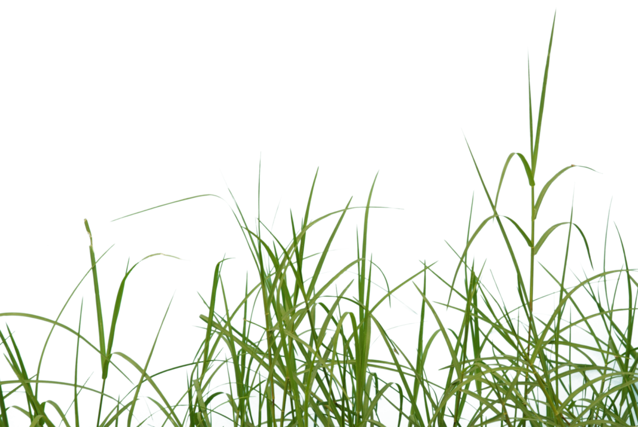 Камыш для диорамы