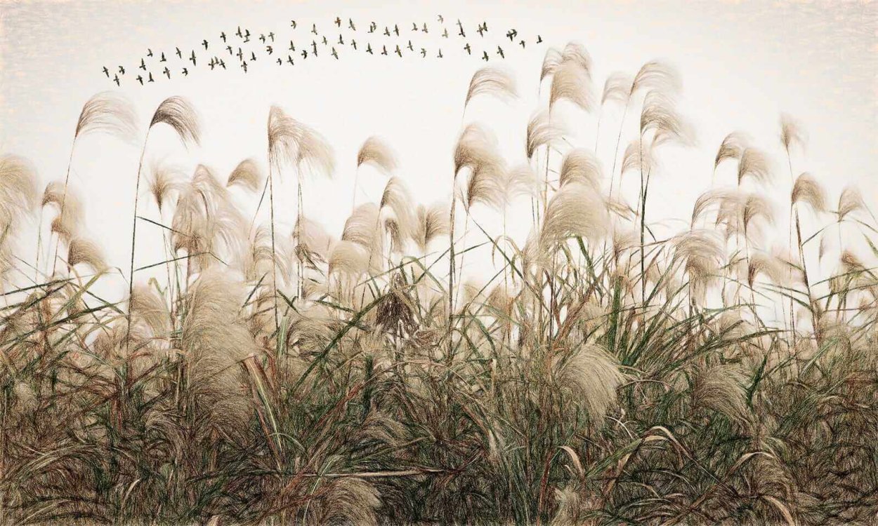 Ситник развесистый