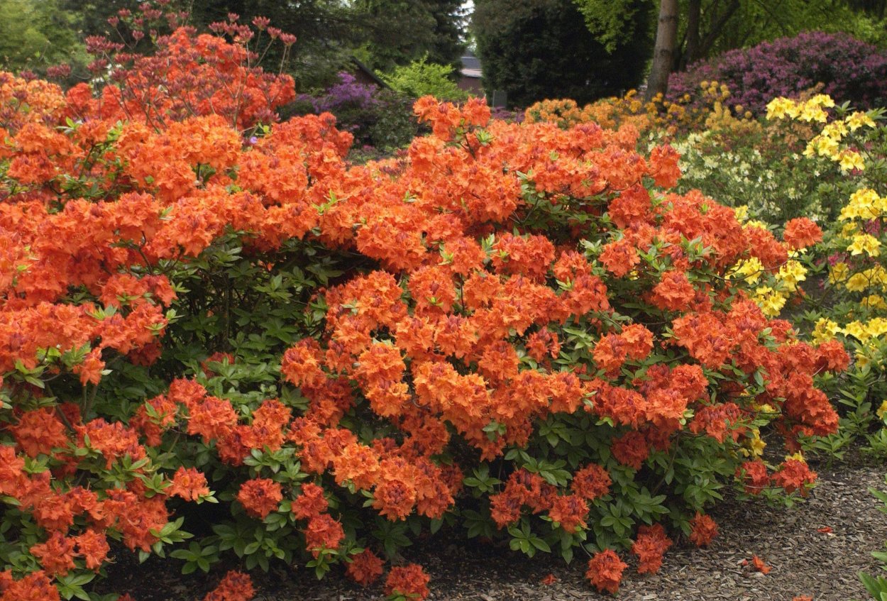 Рододендрон листопадный Гибралтар