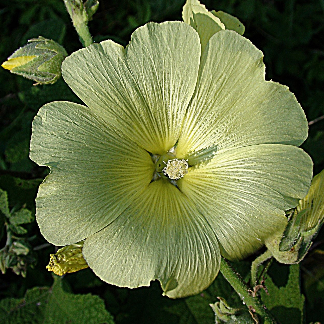 Просвирник приземистый (Malva pusilla