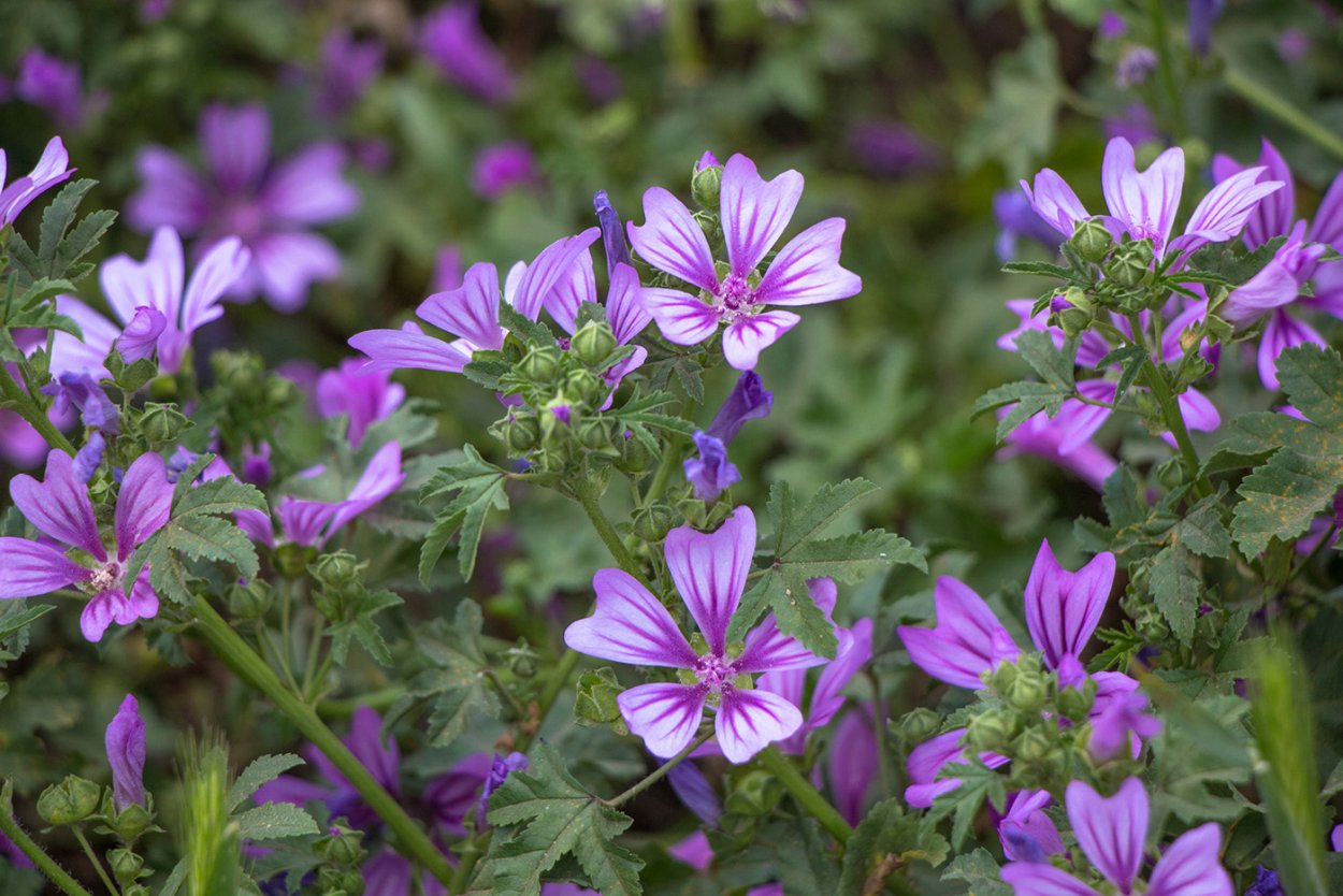 Malva Sylvestris Marina