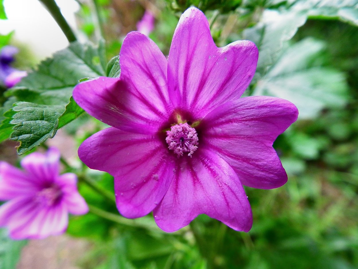 Мальва розовая