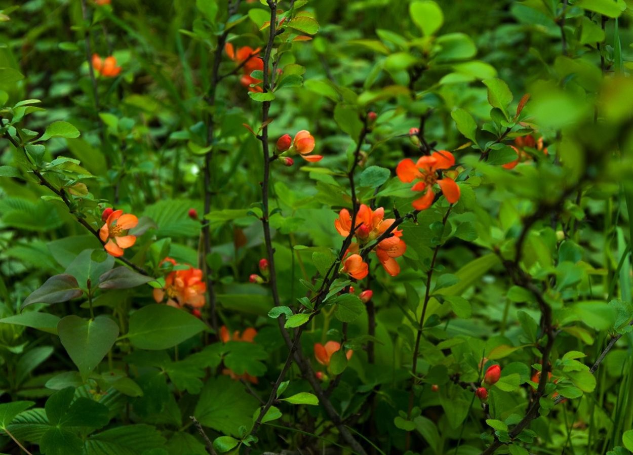 Куст распускается оранжевыми листочками