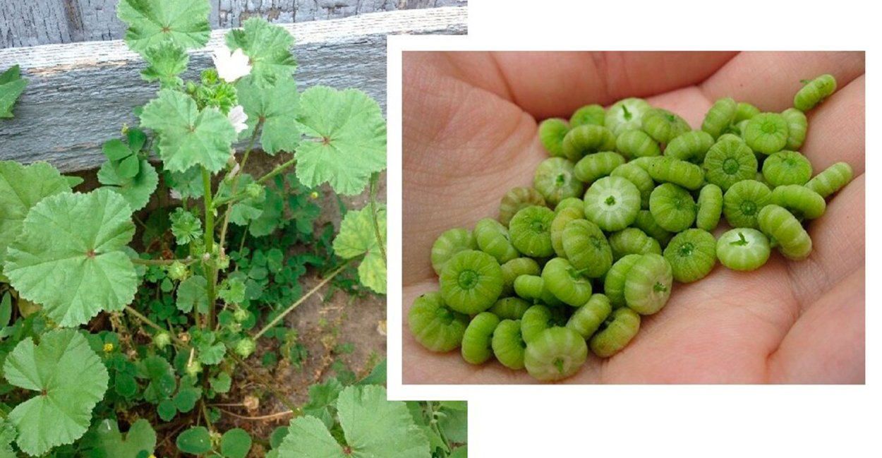 Просвирник калачики