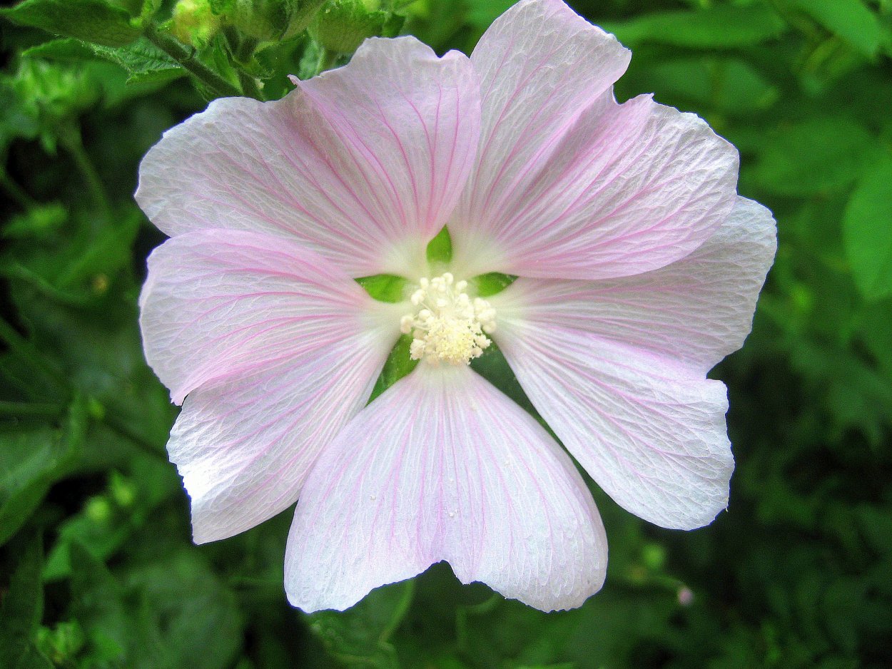 Мальва (просвирник) Мавританская