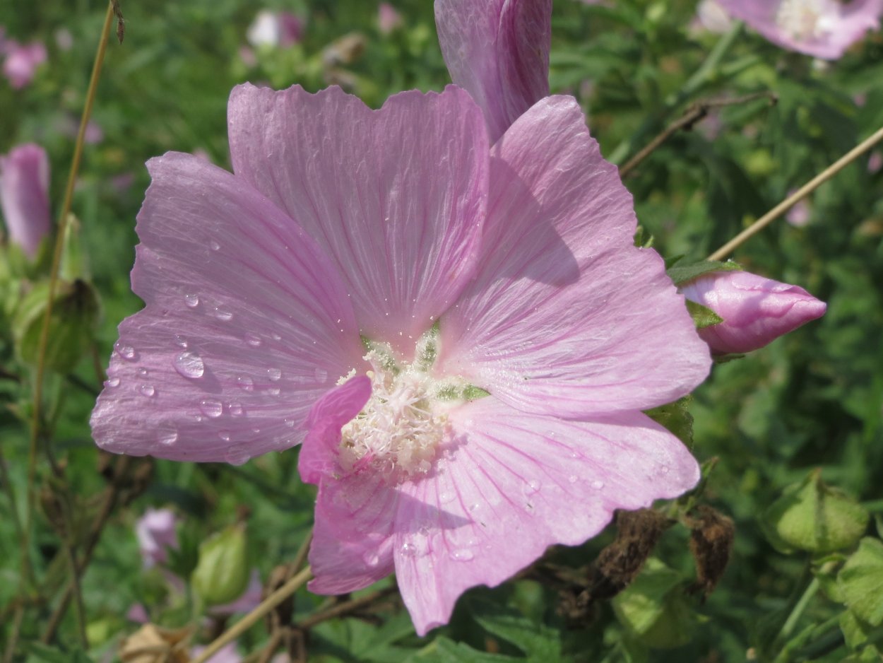 Мальва Мавритана