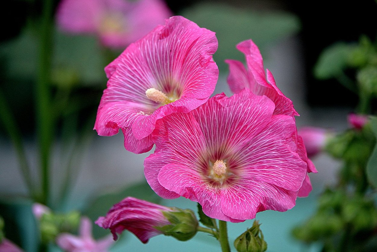 Дикая Мальва просвирник