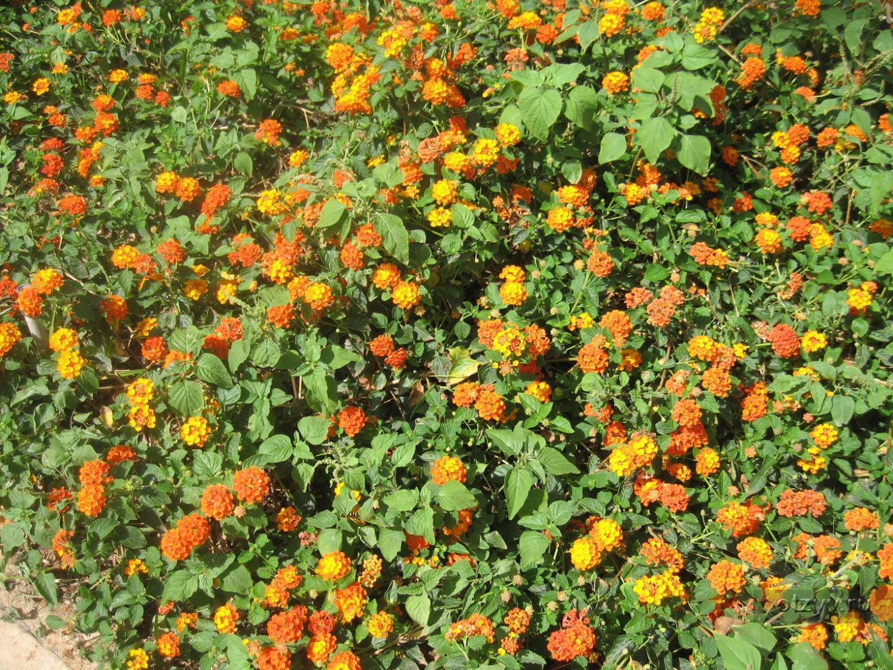 Куст с оранжевыми цветами