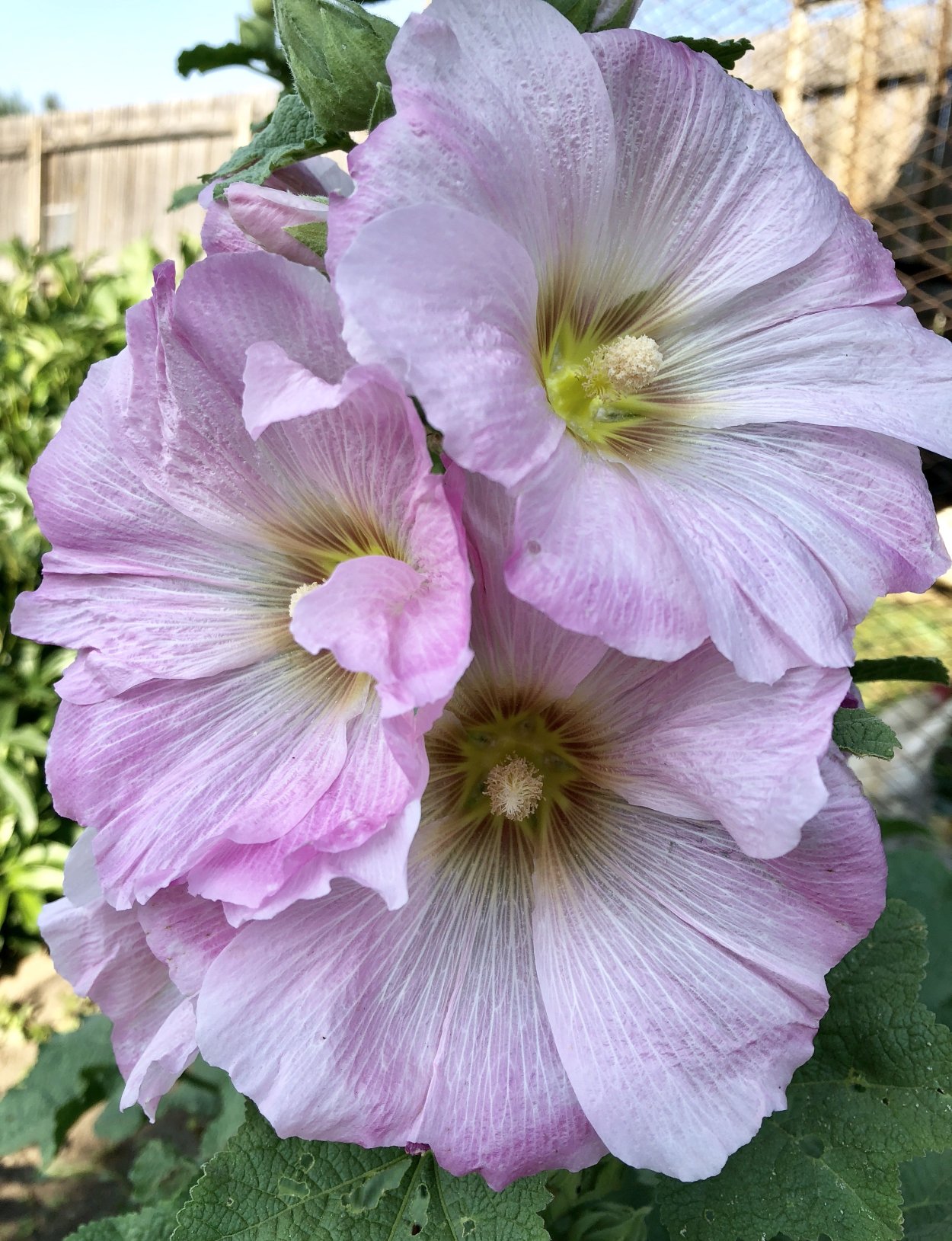 Просвирник приземистый (Malva pusilla