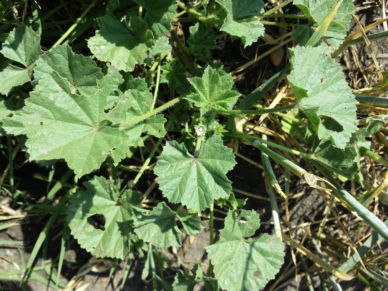 Мальва Лесная лист (просвирник)