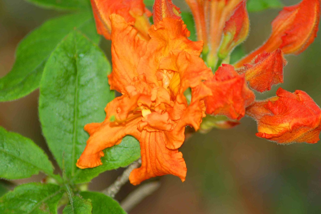 Оранжевые цветы кустарник