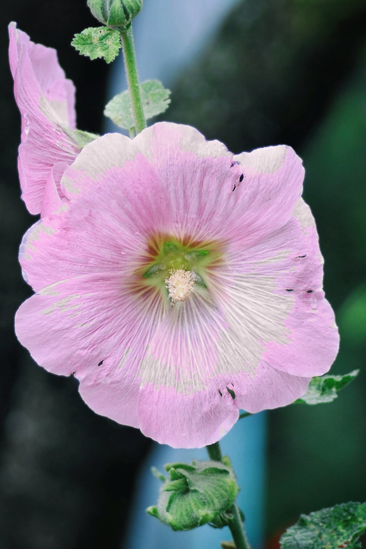 Мальва Лесная