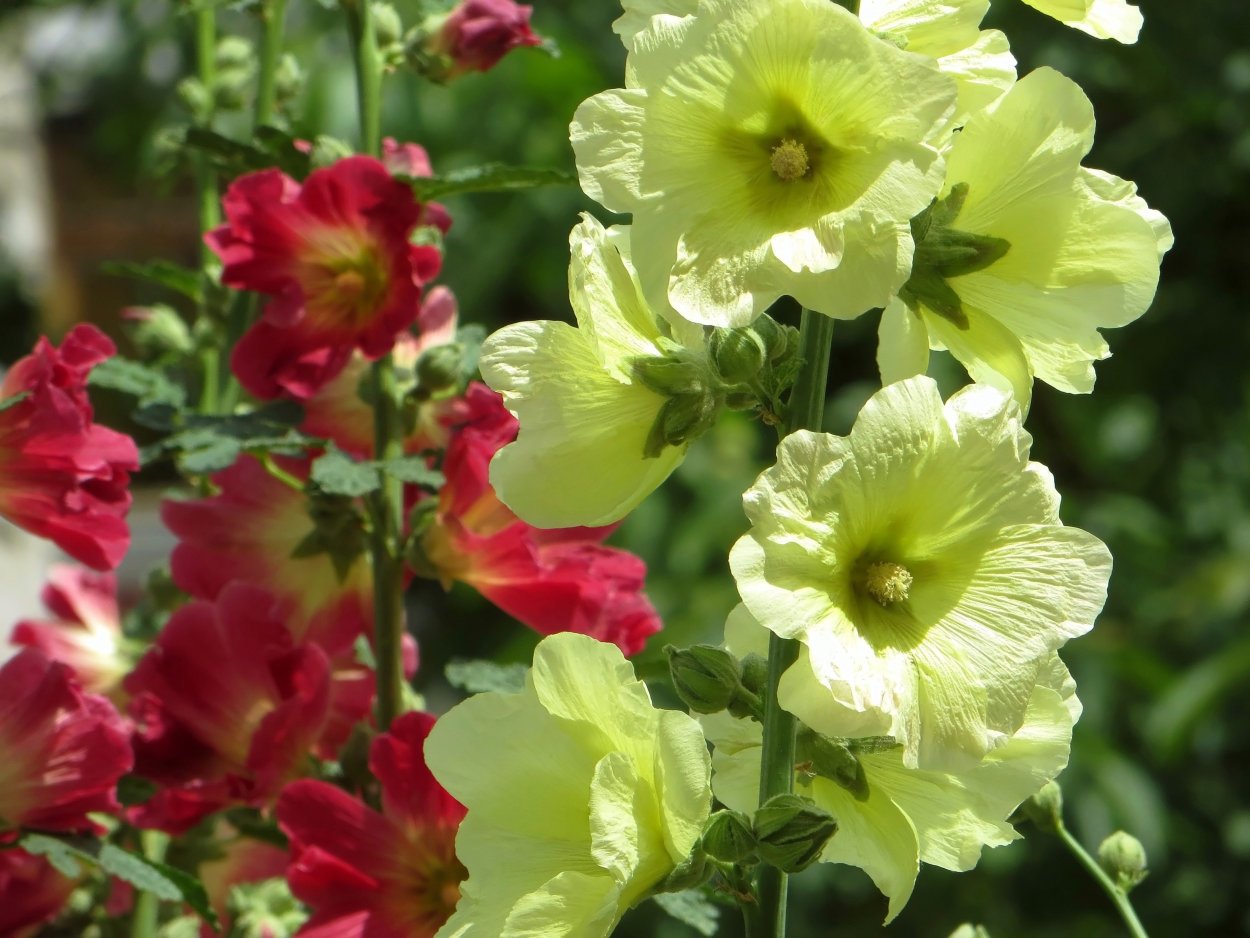 Мальва Лесная лист (просвирник)