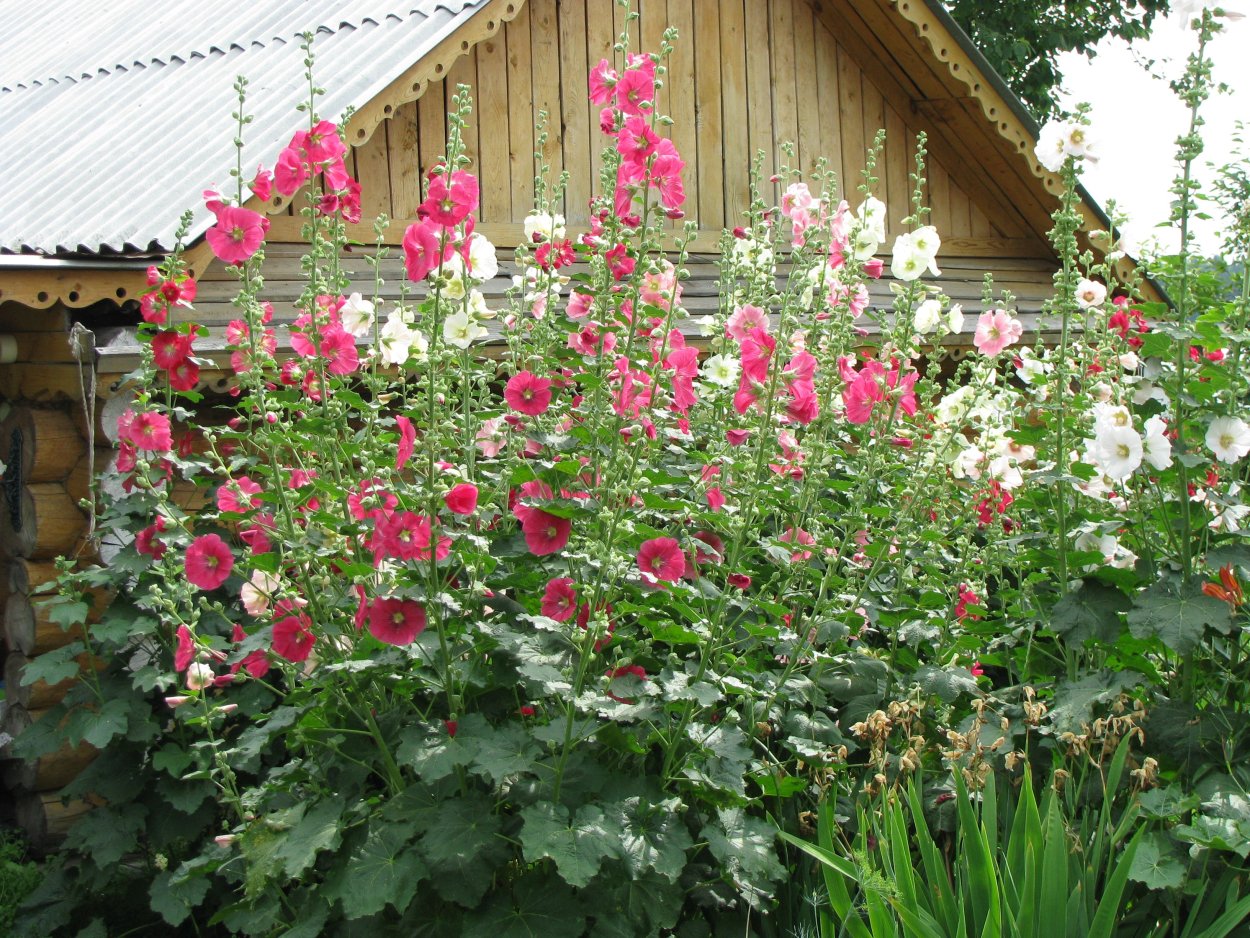 Փիփերթ / Mallow / Мальва, просвирник