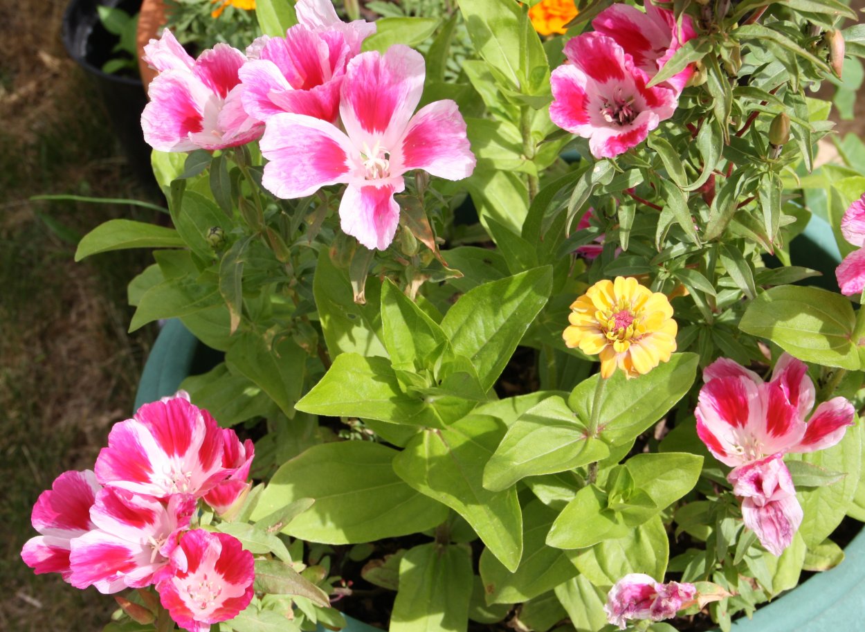 Годеция Рембрандт