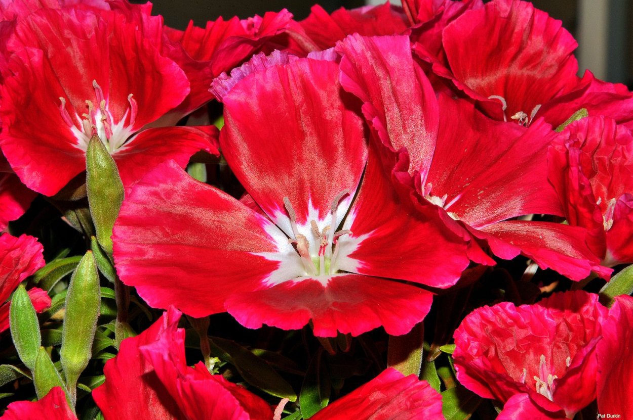 Годеция Монарх