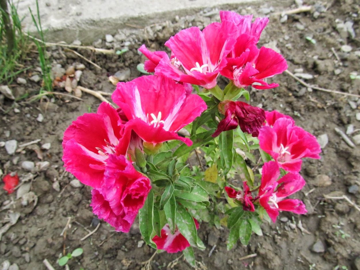 Годеция Метеор