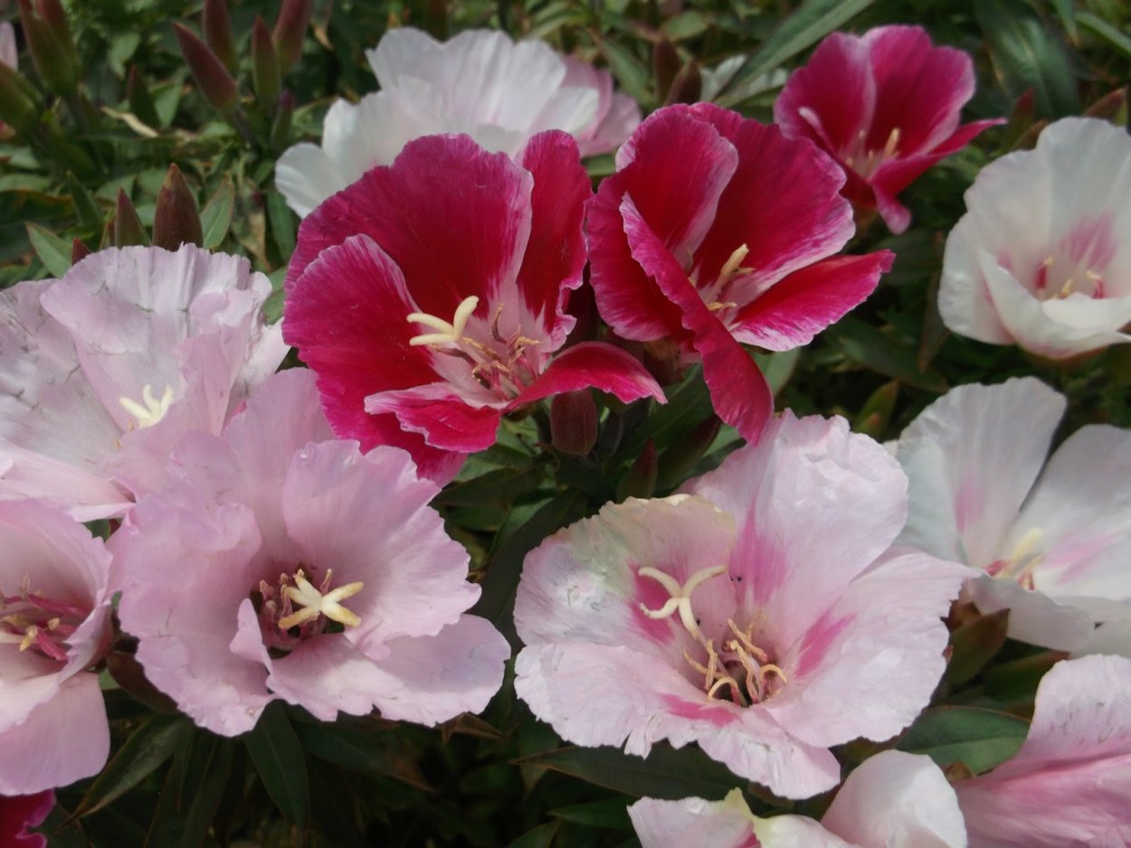 Цветы годеция Метеор