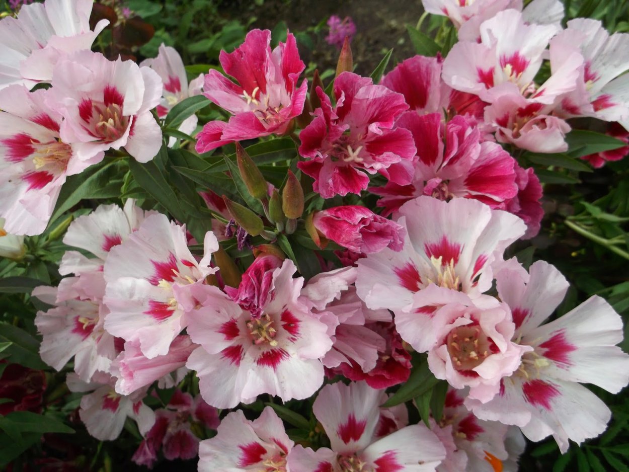 Годеция прелестная красное вино