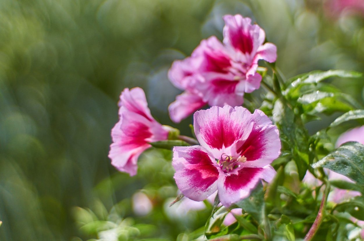 Гвоздика китайская травянка