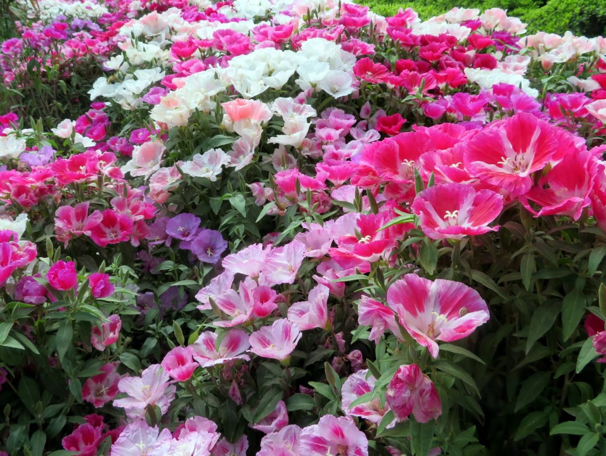 Годеция азалиецветковая