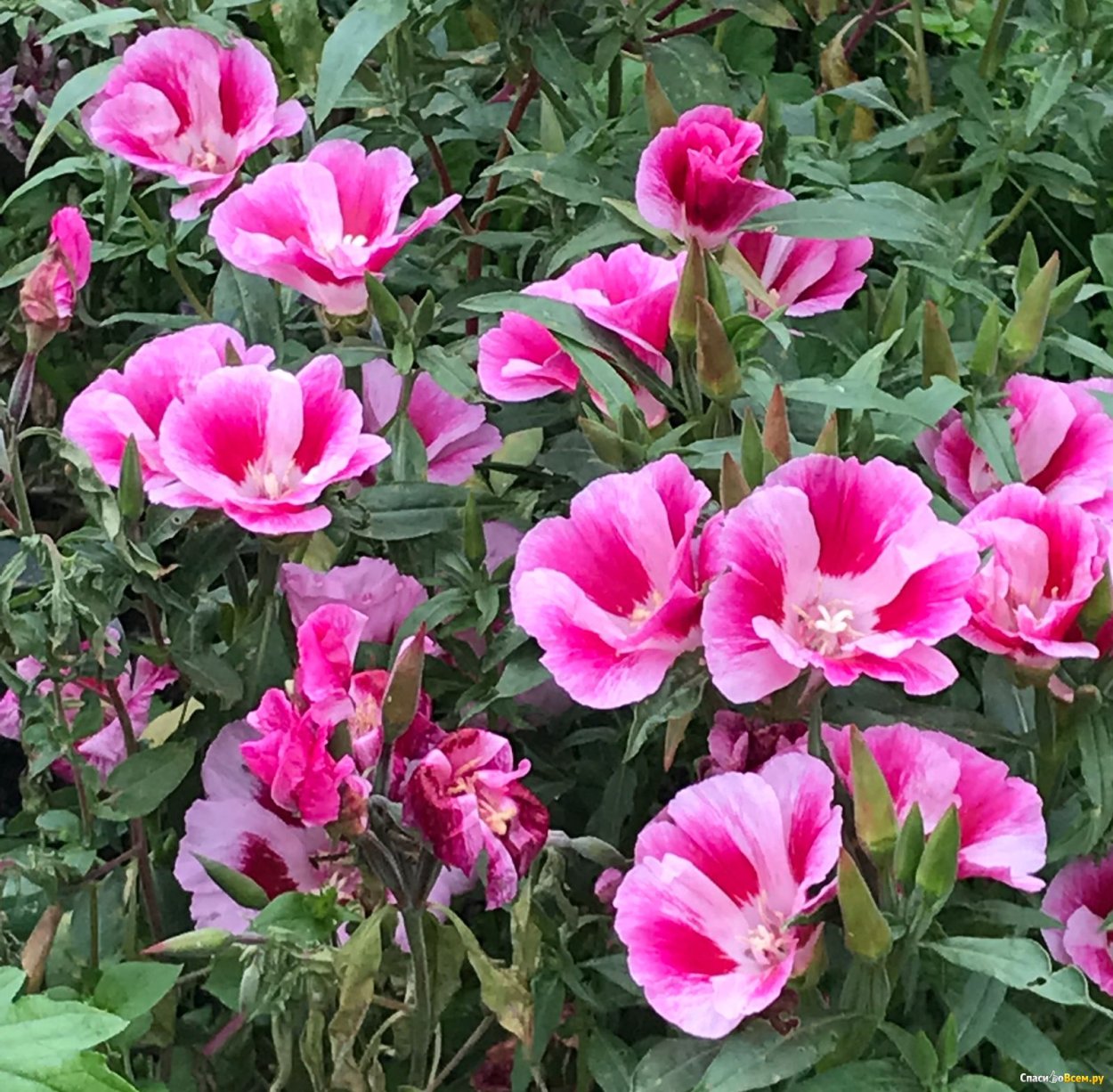 Годеция Есения