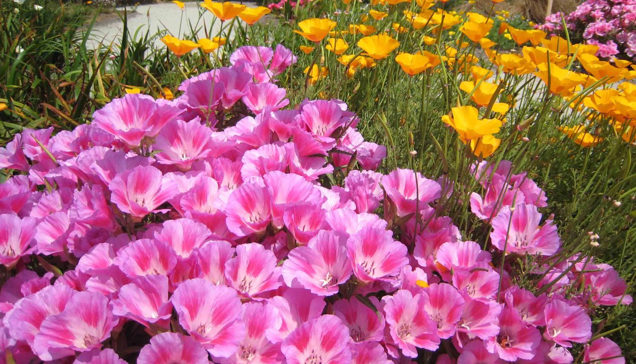 Годеция Шервуд махровая