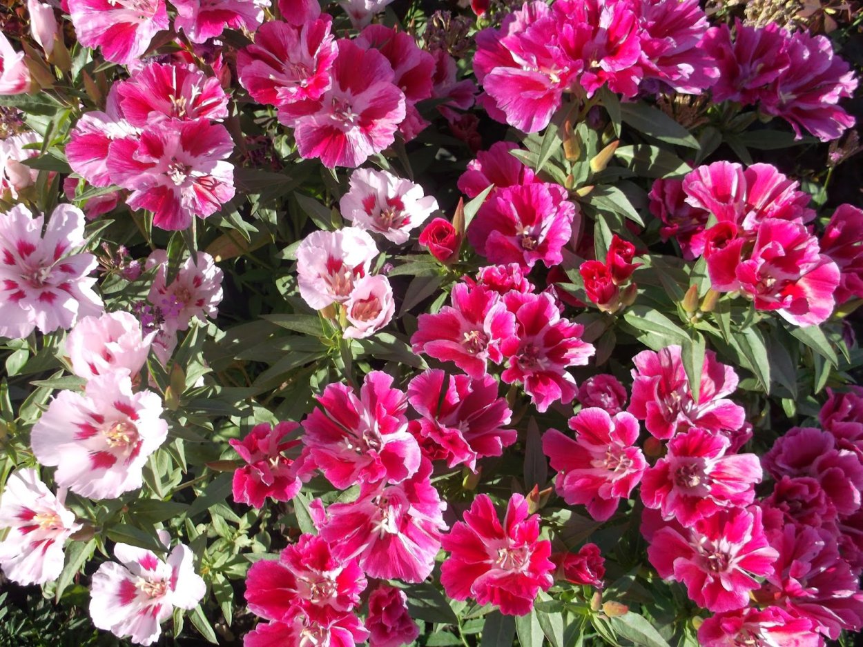 Годеция Сибил Шервуд