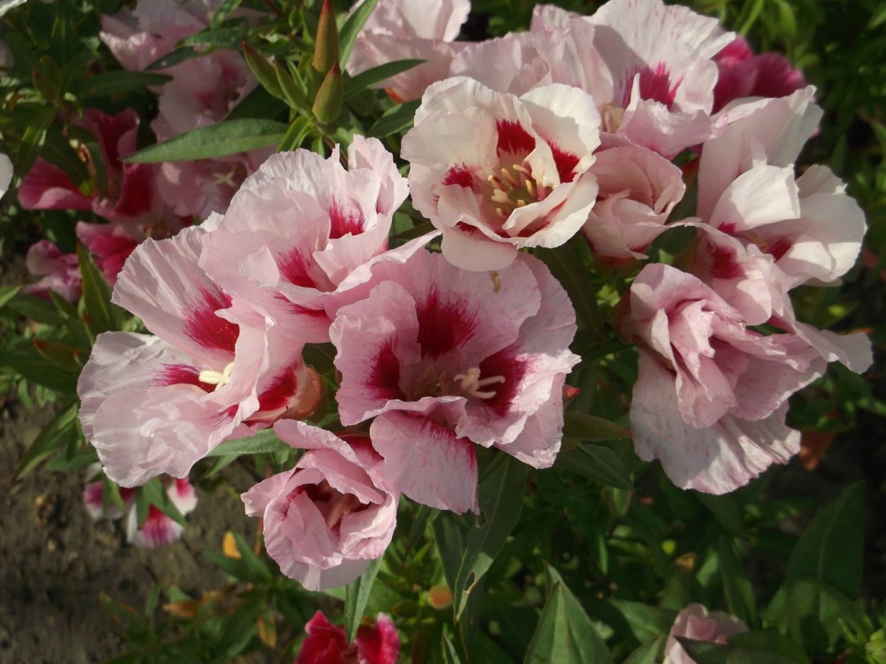 Годеция крупноцветковая Азалиецветная