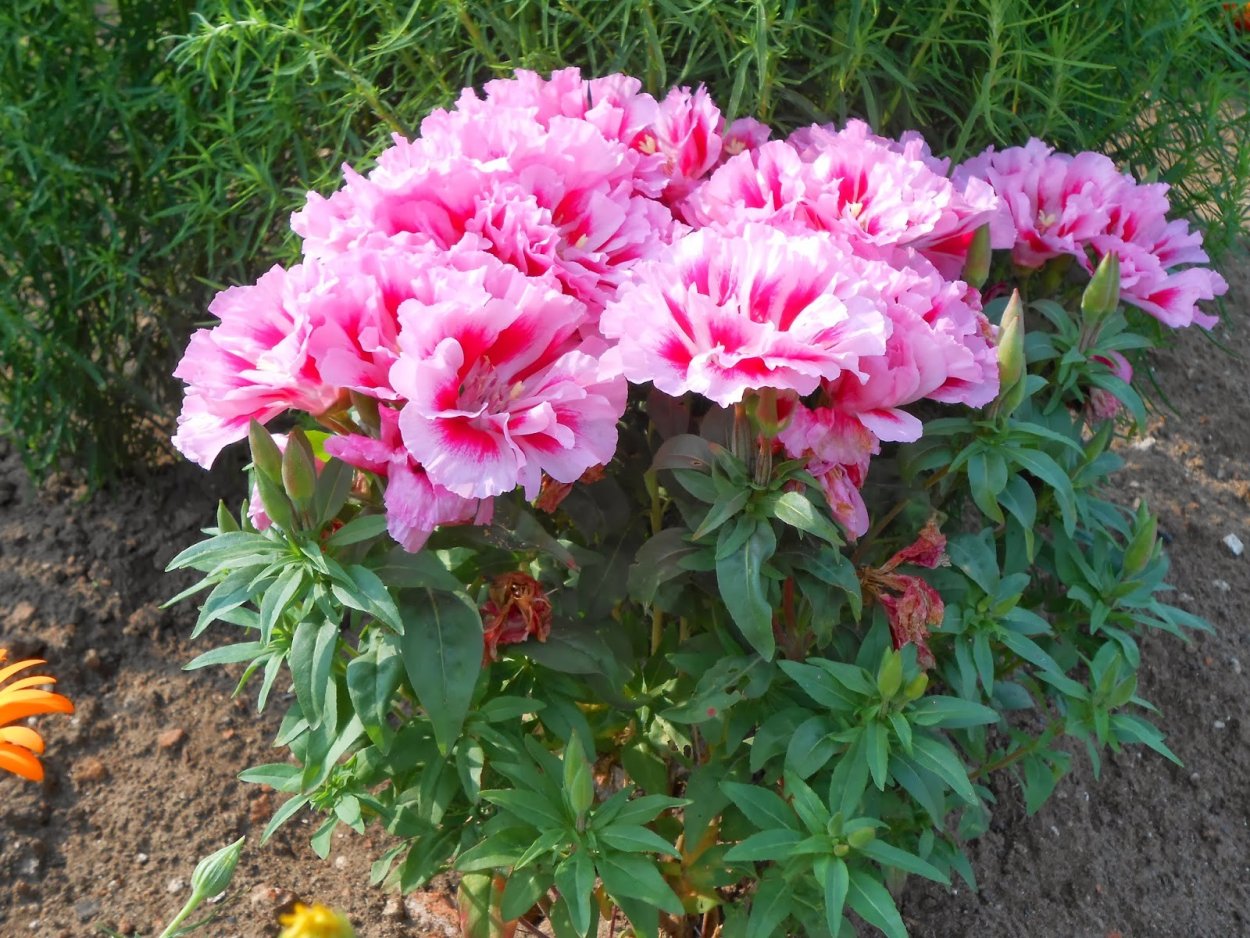 Цветы годеция Монарх