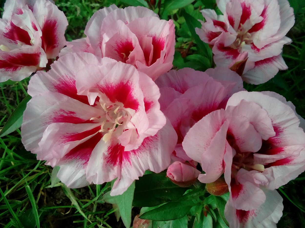 Годеция Метеор