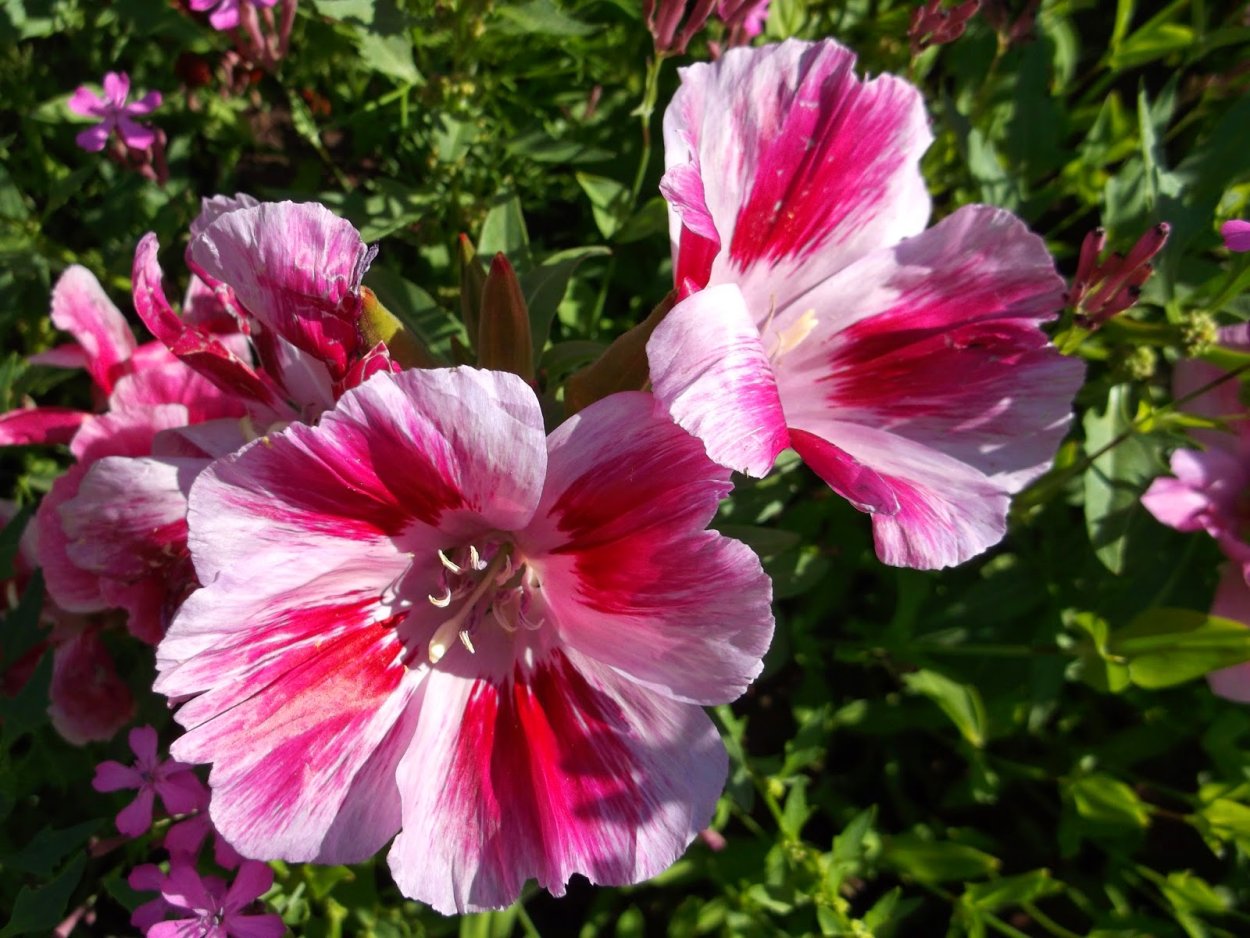 Годеция Рембрандт