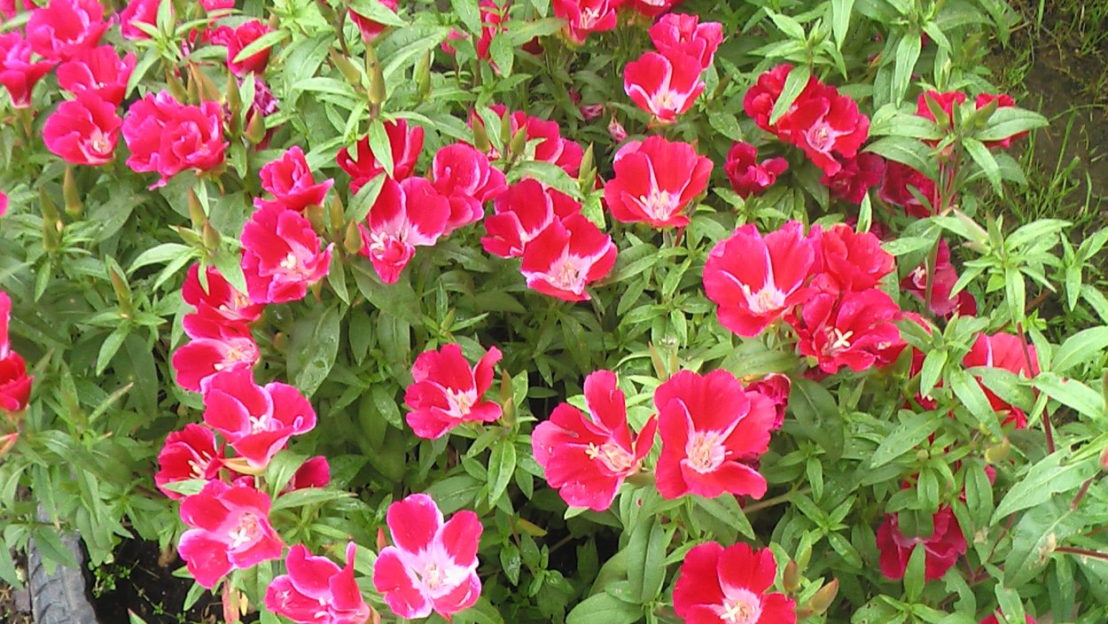 Годеция азалиецветковая