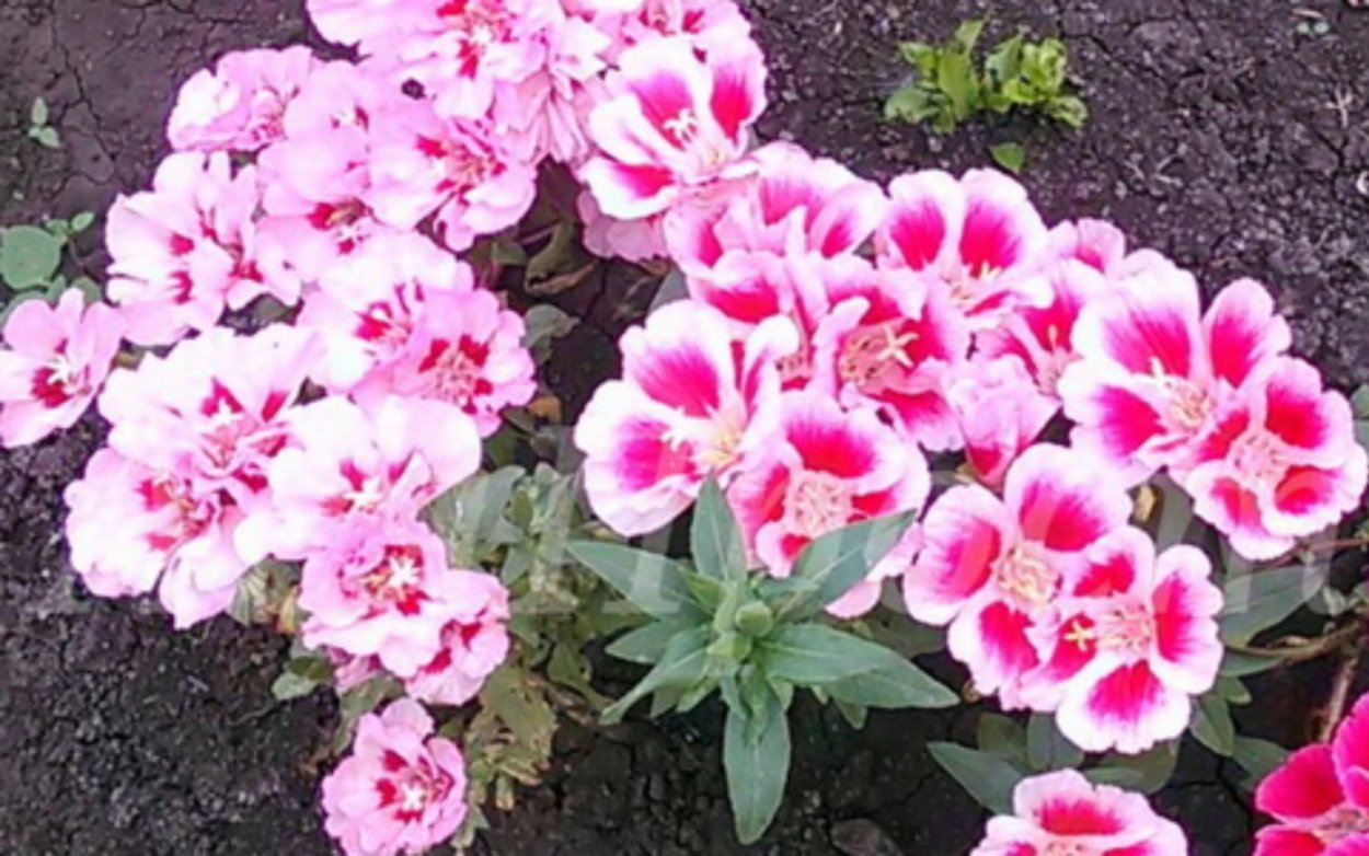 Эшшольция кларкия