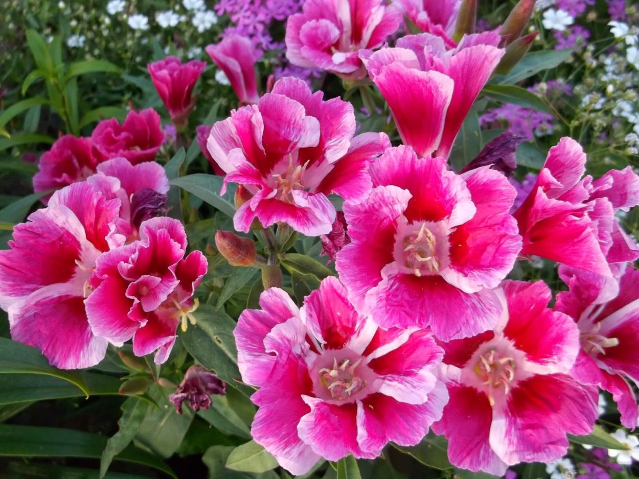 Цветы годеция Азалия