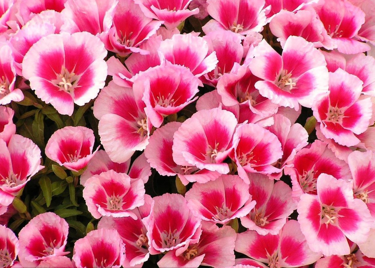 Годеция Монарх