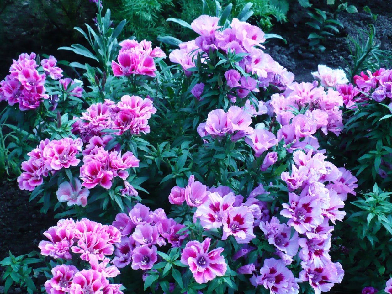 Годеция Монарх