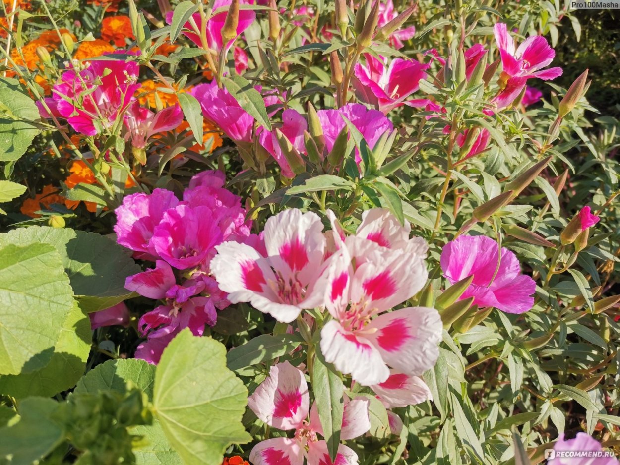 Годеция Рембрандт махровая