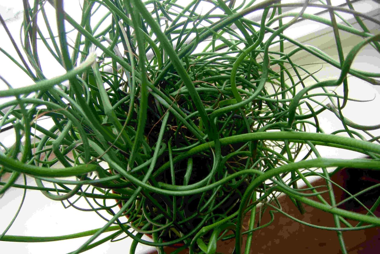 Цветок с длинными листьями