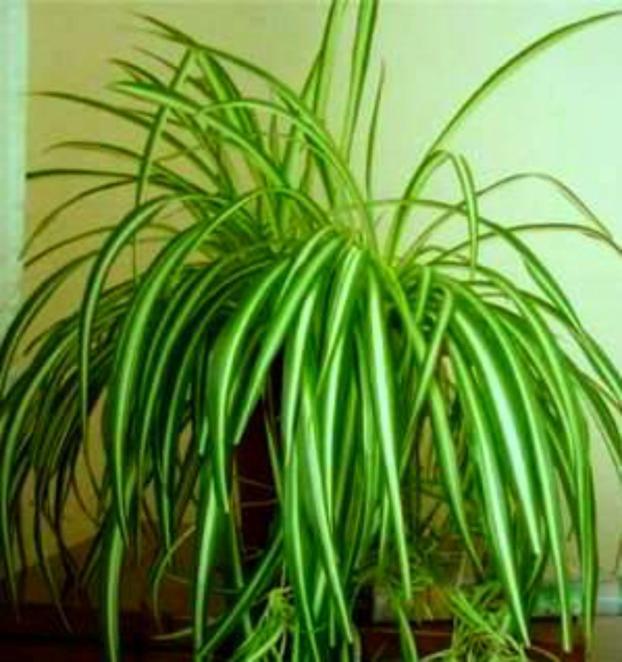 Бильбергия поникшая