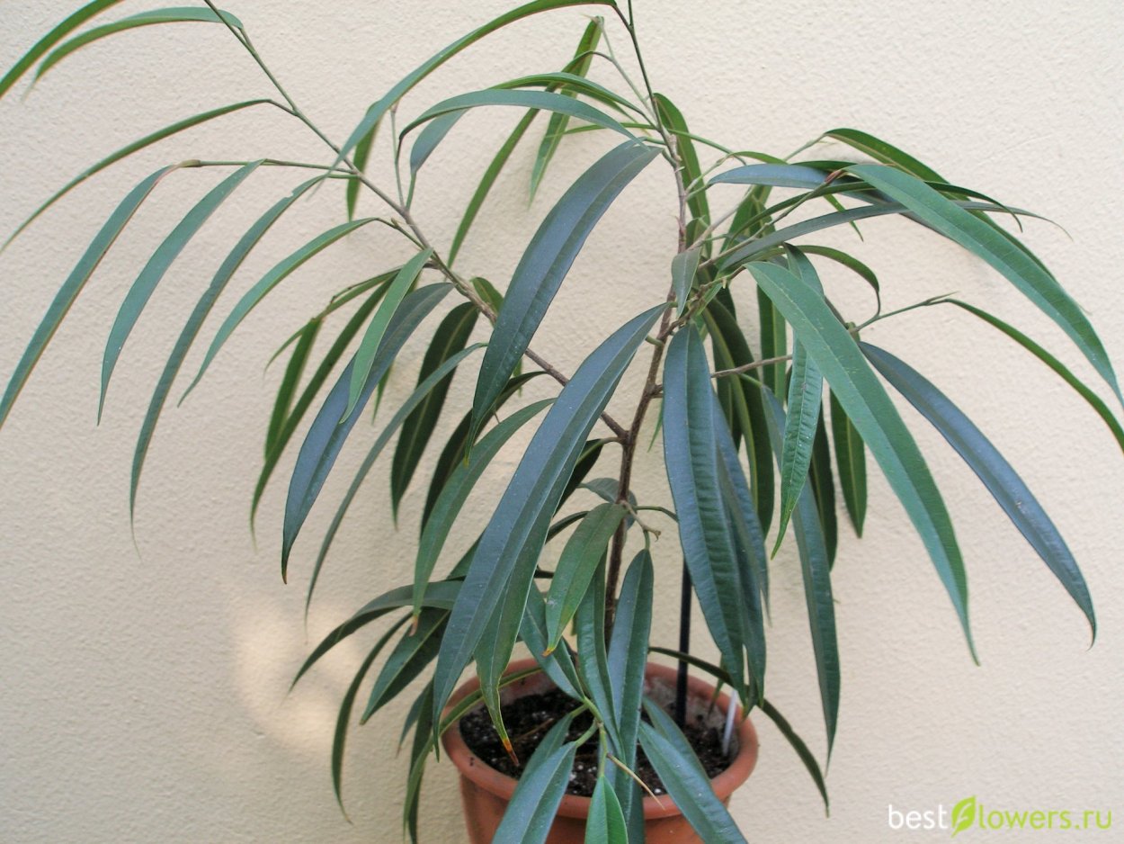 Фикус биннендийка