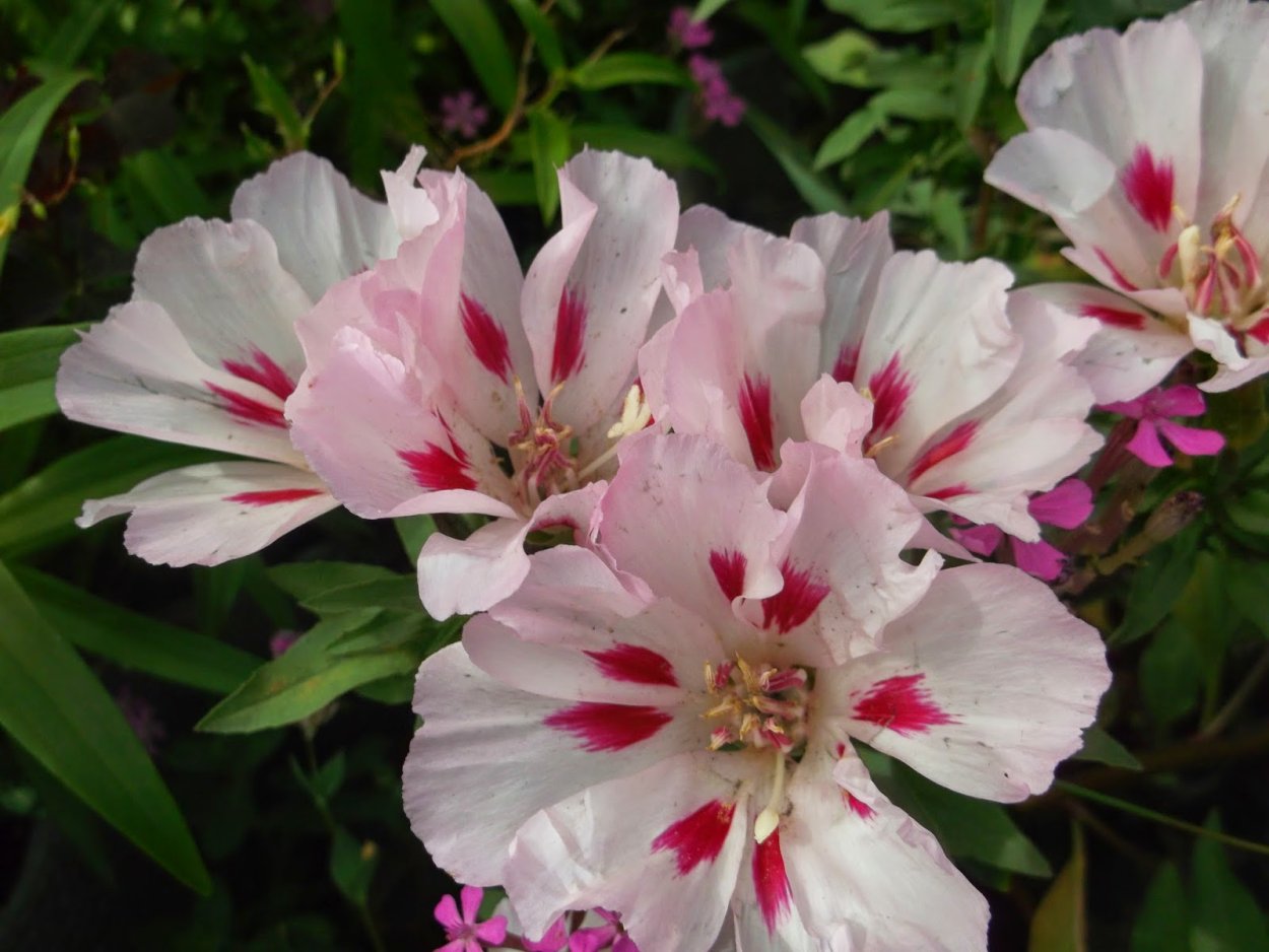 Годеция турмалин