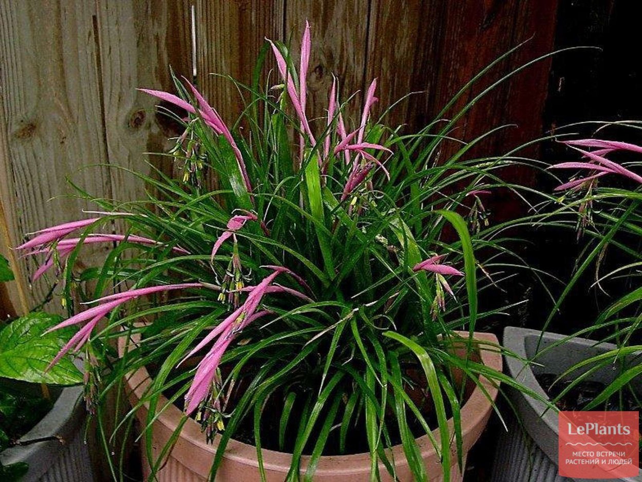 Цветок Пальма панданус