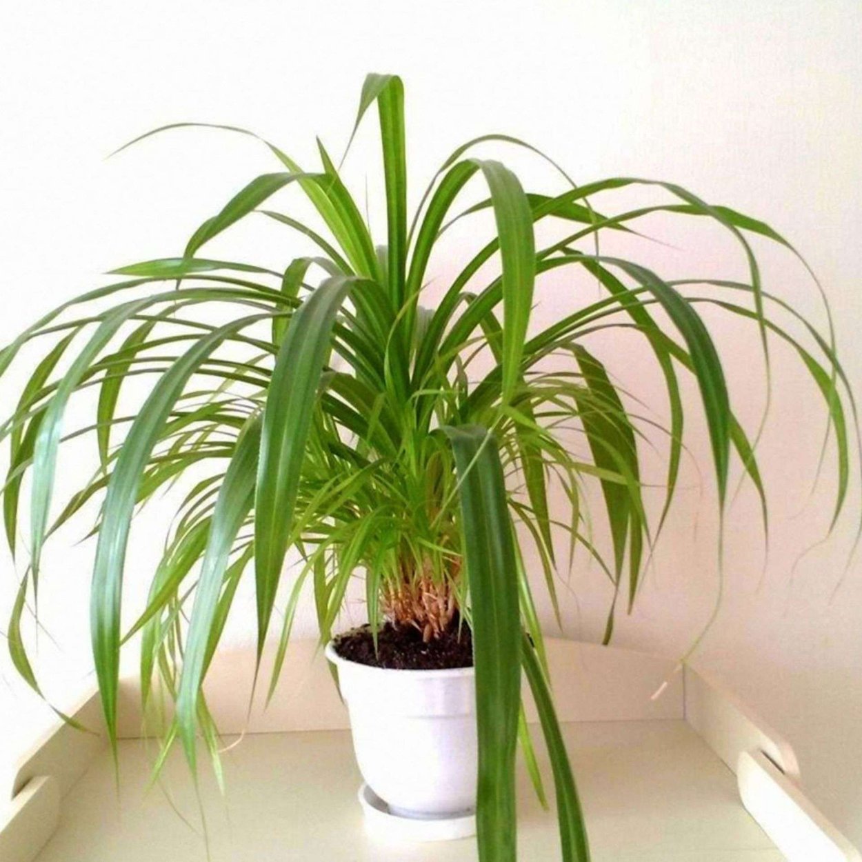 Неомарика шагающий Ирис